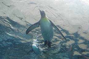 旭山動物園ペンギン3